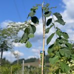 Brest horský (Ulmus glabra) ´CAMPERDOWNII´ - výška 220-250 cm, obvod kmeňa: 4/6 cm, kont. C10/12L